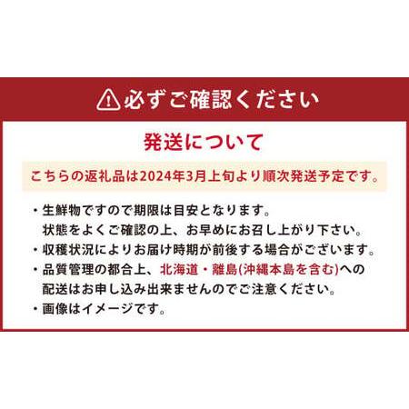 ふるさと納税 博多あまおう 約280g×6パック(春) あまおう いちご 苺 果物 フルーツ 福岡県産 博多 福岡県香春町