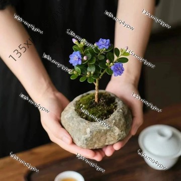 現貨 黃楊種子（250粒）新品種 元寶黃楊 青楊 盆栽庭院花卉種子 四季種植 多年生
