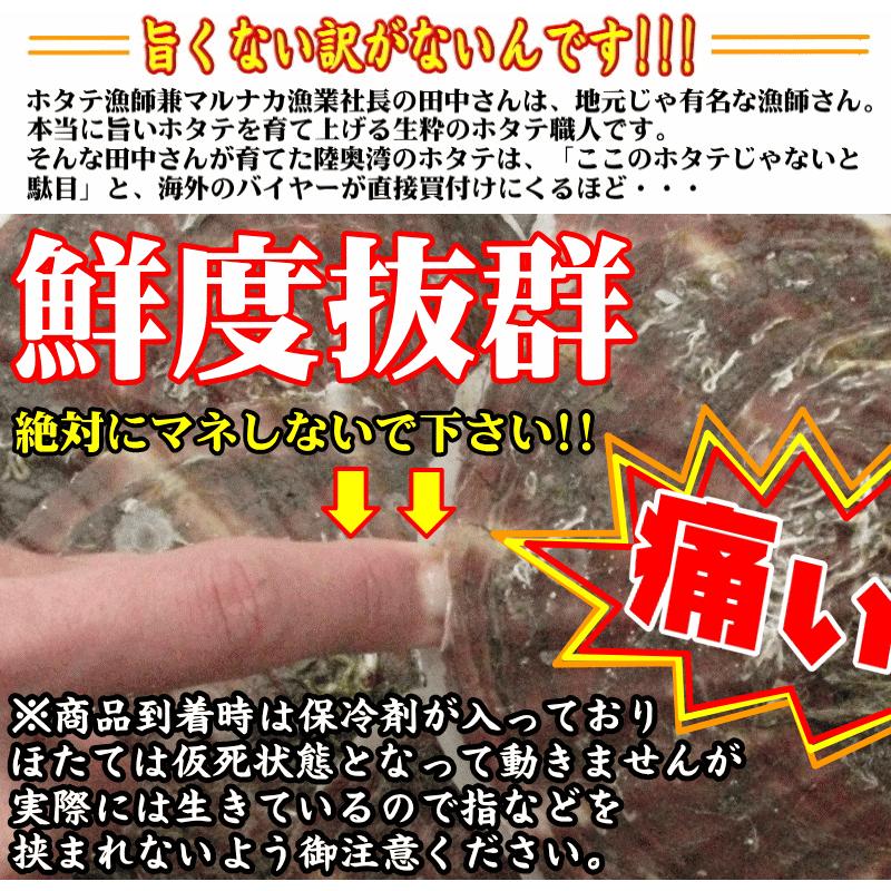 青森 ホタテ 殻付き 活ほたて 大サイズ2キロ 送料無料 青森 陸奥 貝柱が美味 ほたて 2kg（約8枚-12枚）お取り寄せ 海産