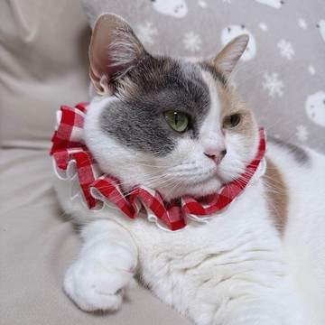 【波浪圈圈】可調式柔軟貓咪/狗狗領巾/項圈。紅格子蕾絲。