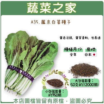 【蔬菜之家】A35.鳳京白菜種子(共有2種包裝可選)