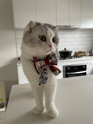 寵物煲呔 J017 正版日本布 可調鬆緊 可訂造 寵物 Model - 懵懵