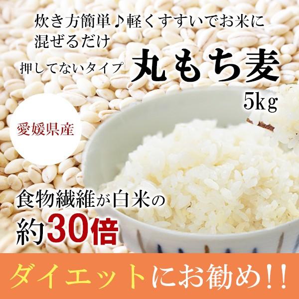 もち麦 ５ｋｇ 国産 丸もち麦 ぷちぷち 愛媛県 もちむぎ 繊維質 プチプチ おいしい