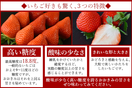 ＜高級いちご「おおきみ」（9～12粒×2パック 合計約760g以上）＞2024年1月中旬～4月末迄に順次出荷