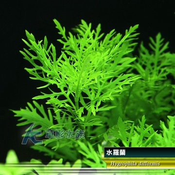 【AC草影】水羅蘭（水上葉） 新手水草 耐熱 不用CO2 不需二氧化碳 水草造景 造景水草 水生植物 真水草 水羅蘭佗草