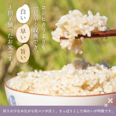 ふるさと納税 越前町 令和5年産　ハナエチゼン(玄米)　10kg