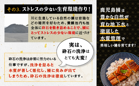 うなぎ 蒲焼 150g以上×2尾地下水で育てた絶品鰻