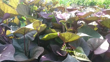 紅圓地瓜葉（藤和葉）每斤100元