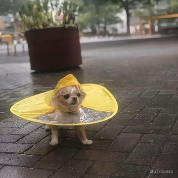 發票+免運 小黃鴨雨衣 狗狗雨衣 小型犬 雨傘帽 寵物衣服 鬥篷式雨披 戶外外出 遛狗雨衣 寵物雨衣 寵物雨披 狗狗服