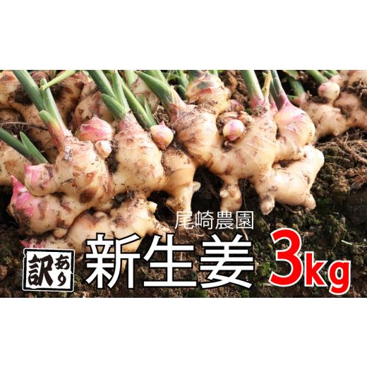 ふるさと納税 愛媛県 愛南町 訳あり 生姜 約3kg 尾?農園 不揃い 減農薬 しょうが 薬味 野菜 紅茶 ガリ チューハイ おつまみ 健康  国産 愛媛県 愛南町