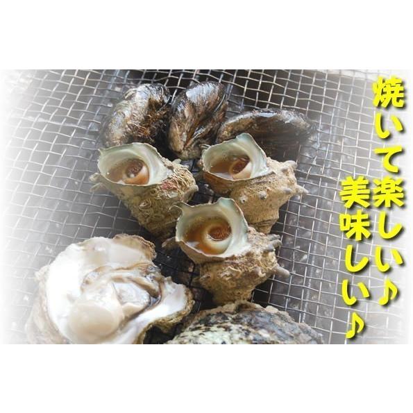 （送料無料）国産　ホタテ（片貝）・サザエ・甘エビ・イカゲソの４種海鮮バーベキューセット（さざえ、ほたて、帆立、ｂｂｑ）