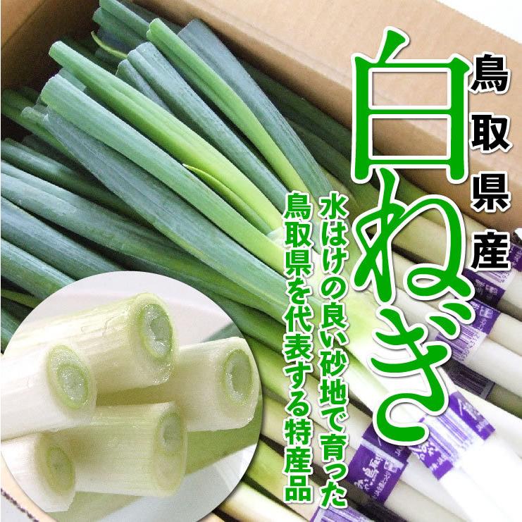 鳥取県産 白ねぎ 約3キロ 2L 2本×10束 冷蔵 送料無料 しろねぎ 白ネギ