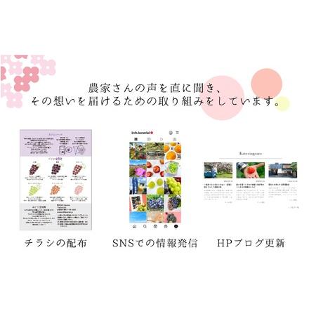 ふるさと納税 ＜2024年先行予約＞もぎたてシャインマスカット2kg 157-021 山梨県笛吹市