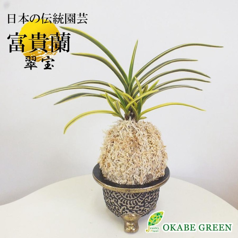 富貴蘭　大政＆小政(2点セット) 富貴蘭 風蘭 蘭 翠宝 スイホウ 6本立 限品 T225 フウキラン
