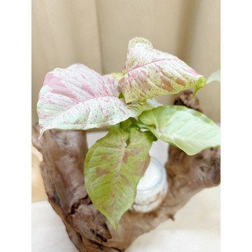 《Kamata🌈》☘️牛奶紙屑合果芋胖胖玻璃瓶組☘️合果芋 雨林植物 觀葉植物 綠化 美化植物 室內植物