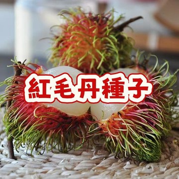 次日達-【紅毛丹種子】紅毛丹果 荔枝味紅毛丹 當季新籽  發芽率高 產量高 營養豐富 美味可口 庭院陽台盆栽#超優惠