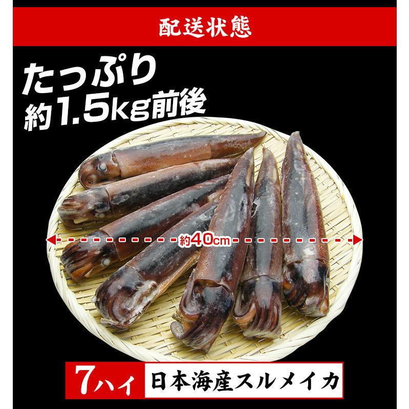 イカ いか 日本海産 生スルメイカ姿7ハイ 約1.5kg IQF冷凍 解凍後に吸盤が吸いつく鮮度 塩辛 お刺し身OK 刺身 魚介類 烏賊 海鮮