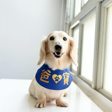 寵物國民領巾系列 | 爸寶 |