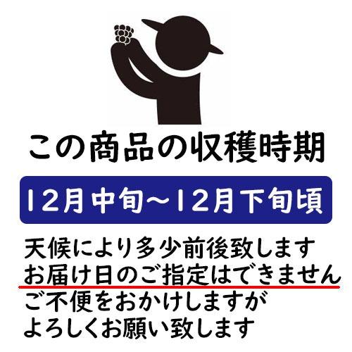 愛媛産 紅まどんな 5Kg箱 Mサイズ ご家庭用 ご自宅用　送料無料　少し訳あり 多少キズあり 気軽な 贈り物 おすそわけ