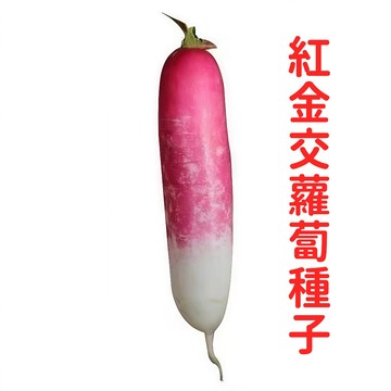 紅白雙色蘿蔔種子 台灣紅金交蘿蔔 四季播種易栽種 家庭菜園 生吃脆甜 耐熱速成 盆栽蔬菜種籽 新手種植 破季栽培