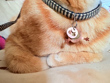 貓咪抱抱吊飾二件組