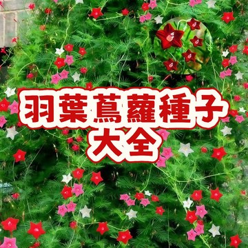 台灣現貨（羽葉蔦蘿種子大全）當季新籽  四季耐寒 爬藤種子攀巖 開花爆盆 陽台庭院盆栽 #超優惠