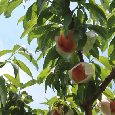 ふるさと納税 九度山町 和歌山県産　桃(もも)　約4kg　秀品(九度山町)