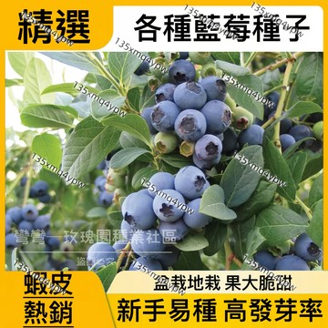 現貨 蝦皮熱銷 多款常見藍莓（1000粒）藍莓樹水果種子 大果藍莓 薄霧藍莓 蘭豐藍莓種子 大果高甜 盆栽藍莓 四季種植