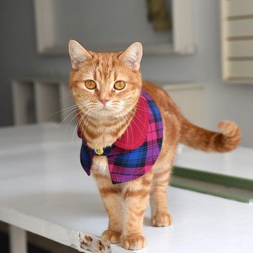 英倫格紋寵物斗篷-典雅紫-貓【ZAZAZOO】