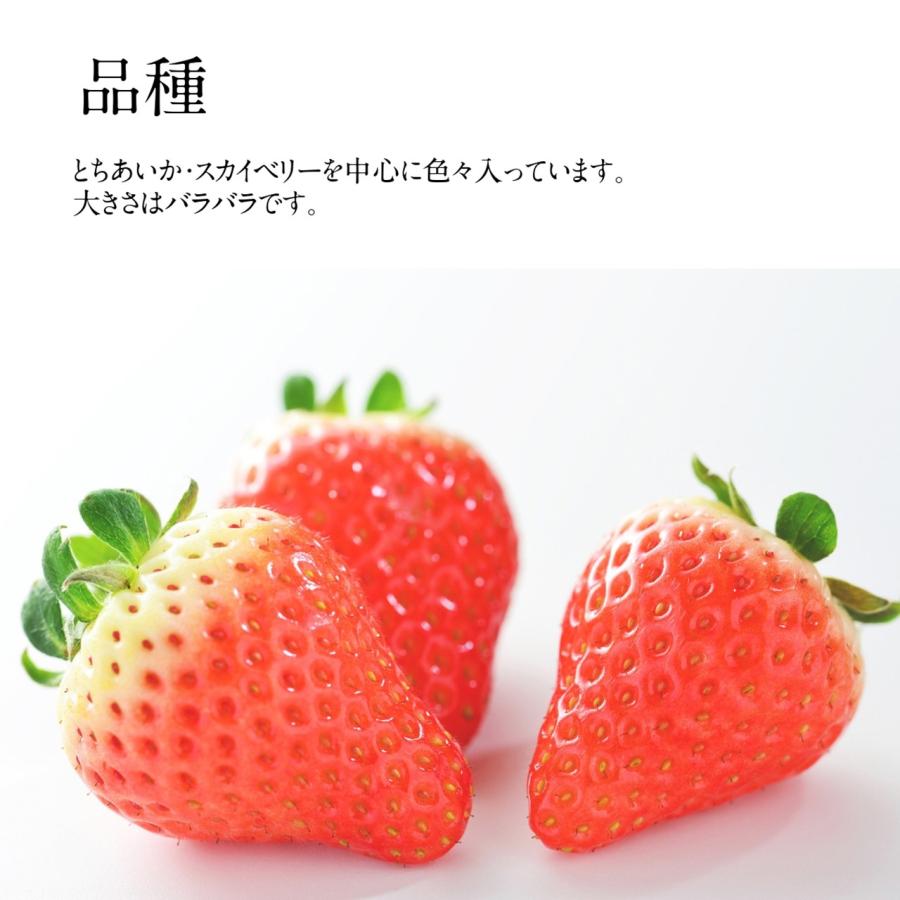 いちご 冷凍いちご 家庭用 5kg 500g×10袋 栃木県産 イチゴ 苺 いちご 完熟  国産 業務用