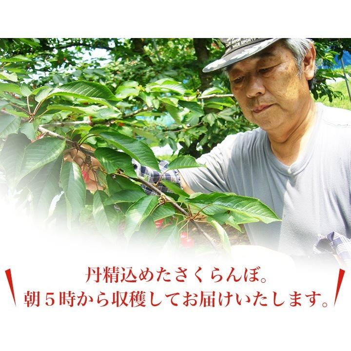 さくらんぼ 佐藤錦 2L 1kg（500g×2) 山形 特秀 贈答品 2024 山形県産 サクランボ 大粒 取り寄せ 送料無料 (遠方送料加算)