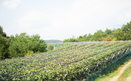 ぶどう 2024年 先行予約 黒川農園 自慢 の 大粒 大房 シャイン マスカット 1房 700g以上 ブドウ 葡萄  岡山県産 国産 フルーツ 果物 ギフト