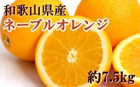 和歌山県産ネーブルオレンジ約7.5kg（サイズおまかせ）★2023年１２月中旬頃より順次発送