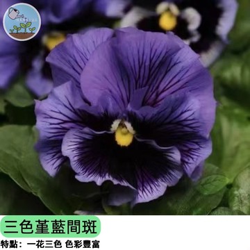 💙【稀有藍色系】三色堇種子 藍間斑 蝴蝶花 秋播首選 陽台盆栽易種 蜜源植物 景觀花壇 四季可賞 新手必備