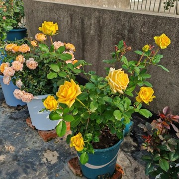 🌹（月光漫步玫瑰種子）當年新種 月季種子 包對版 多年生可做切花 四季室內外庭院盆栽花卉種子 耐寒易活 鮮花種子