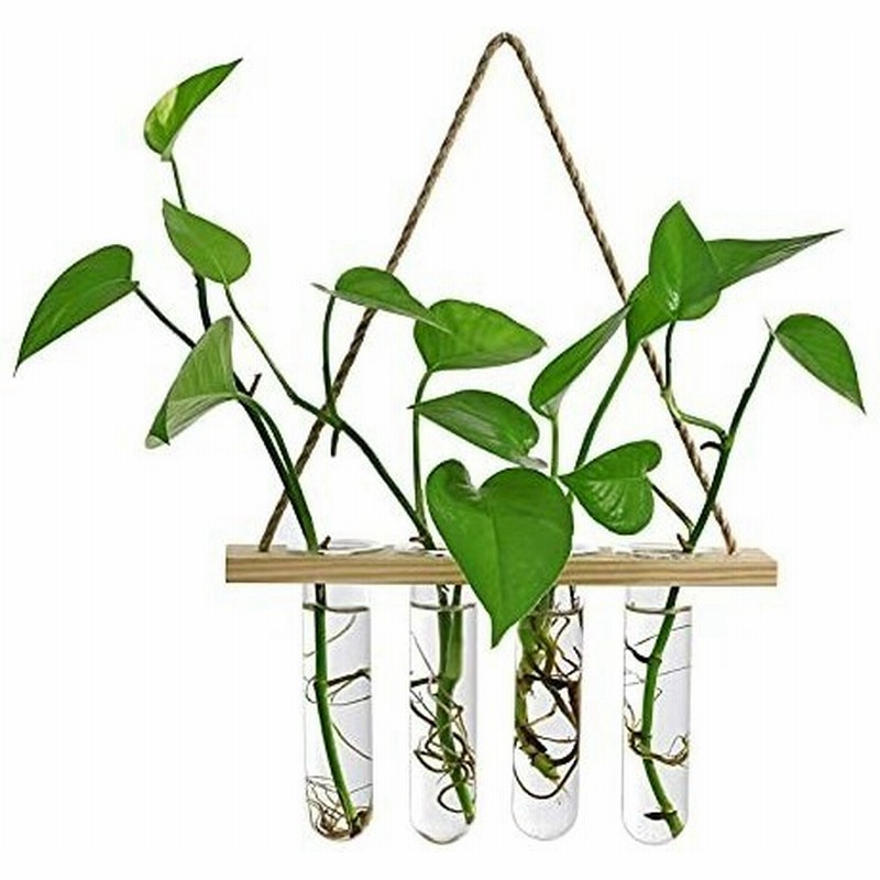 Kasfer 壁掛け花瓶 一輪挿し 試験管花瓶 おしゃれガラス管 水耕栽培 吊り下げ フラワーベース 通販 Lineポイント最大0 5 Get Lineショッピング