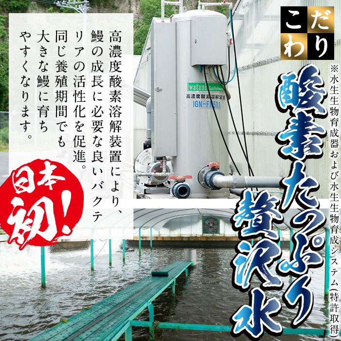 日ノ本一の鰻の蒲焼き＜大＞7尾セット(計1,330g以上) f0-034