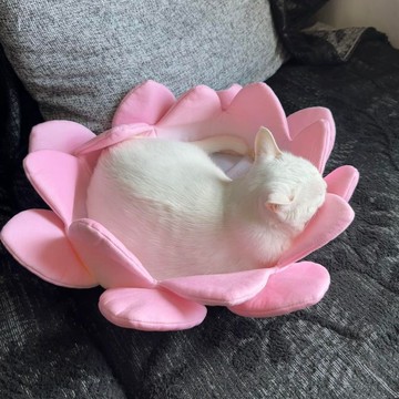 新上架👉蓮花貓窩貓抓板哪吒魔童寶蓮蓮花寶座貓咪佛祖夏季寵物荷花寵物窩交換禮物 送朋友禮物
