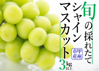 旬の採れたてシャインマスカット3.0kg（4房～6房）(HO) C5-401