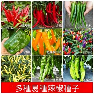 現貨 辣椒大全（100粒）四季高產 鬼椒 甜椒 朝天椒 一次收齊 陽台盆栽地栽均可 辣度任選 辣度分級種植 陽台變身辣椒
