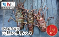 沖永良部島産！天然の伊勢えび　1kg(1匹)