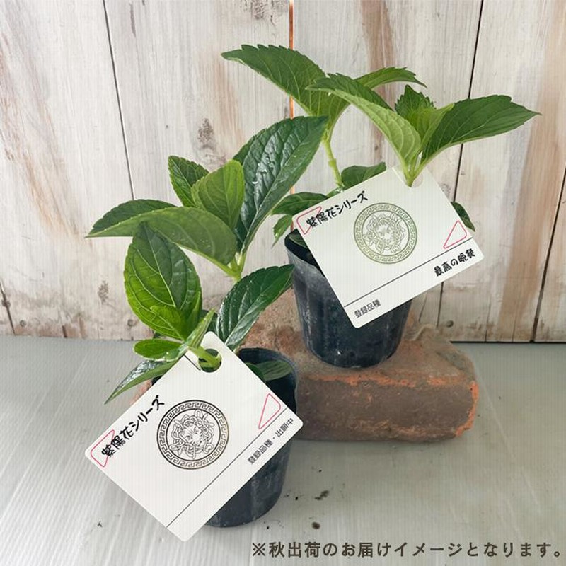アジサイ 鏡花水月 9cmポット 登録品種 ハイドランジア 苗 花苗