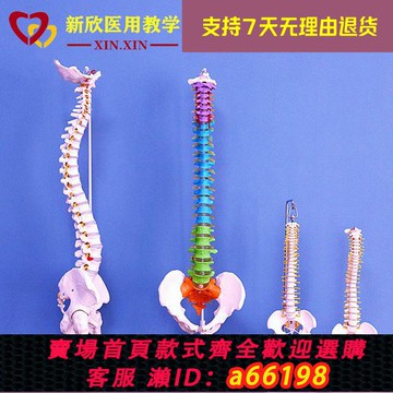 【台灣公司 可開發票】人體脊柱模型神經脊椎醫用正骨醫用骨骼教學骨架仿真可拆卸小白