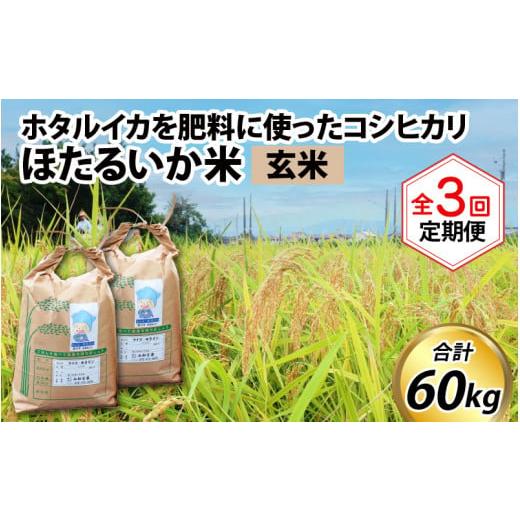 ふるさと納税 富山県 滑川市 ほたるいか米（玄米20kg）×3回 計60kg