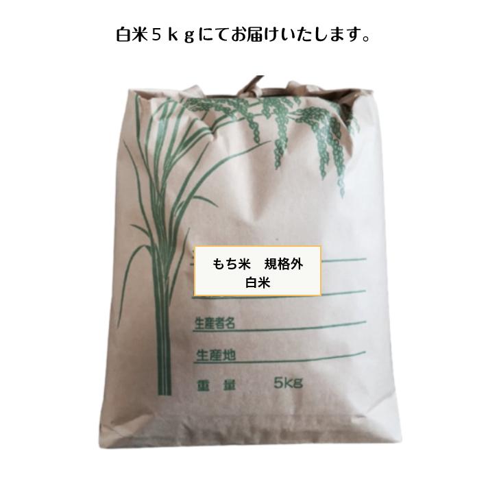 もち米 5kg「5年産 もち米規格外 白米5kg」数量限定 送料無料