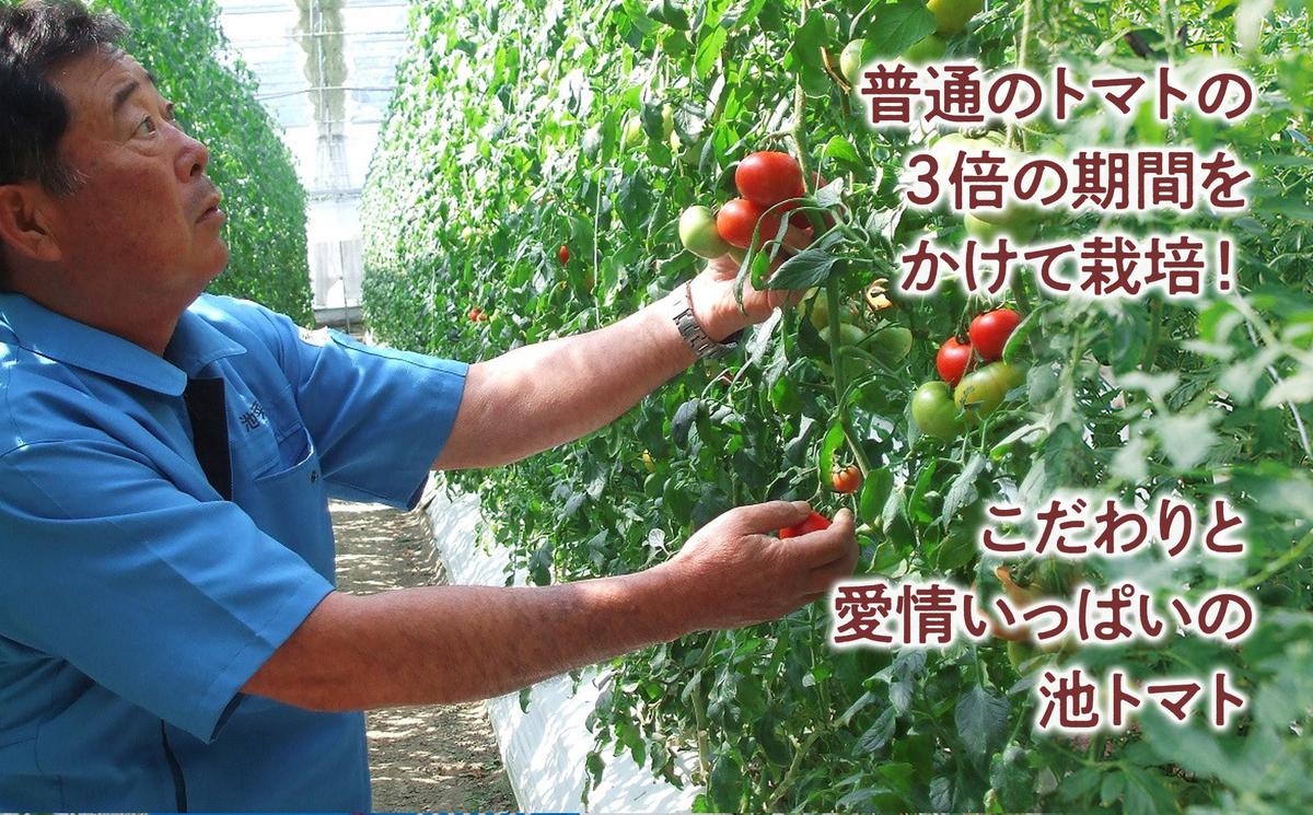 ＜数量限定＞旬の濃旨フルーツトマト2kg 糖度8～10度 大小混合 詰め合わせ フルーツトマト ふるーつとまと とまと トマト 甘い 濃厚 美味しい 箱詰め 大容量 まとめ買い