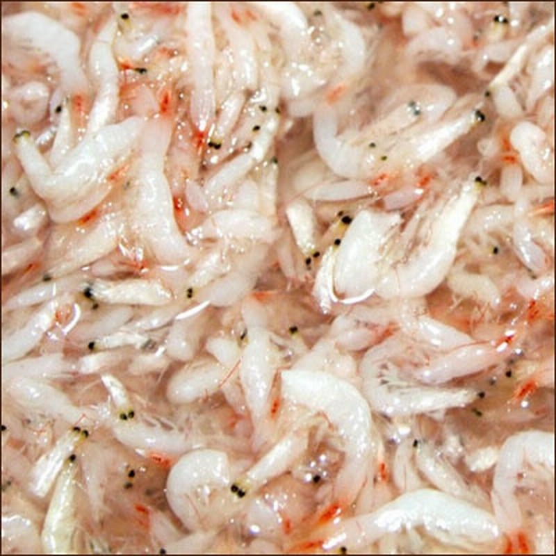 冷凍)) あみの塩辛 アキアミの塩辛(1kg) 韓国産 えび 調味料 キムチ 韓国塩辛 韓国食品 通販 LINEポイント最大5.0%GET |  LINEショッピング