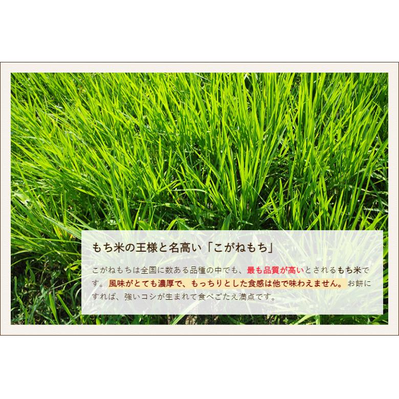 新潟産こがねもち（もち米）精米5kg 小林園芸 送料無料