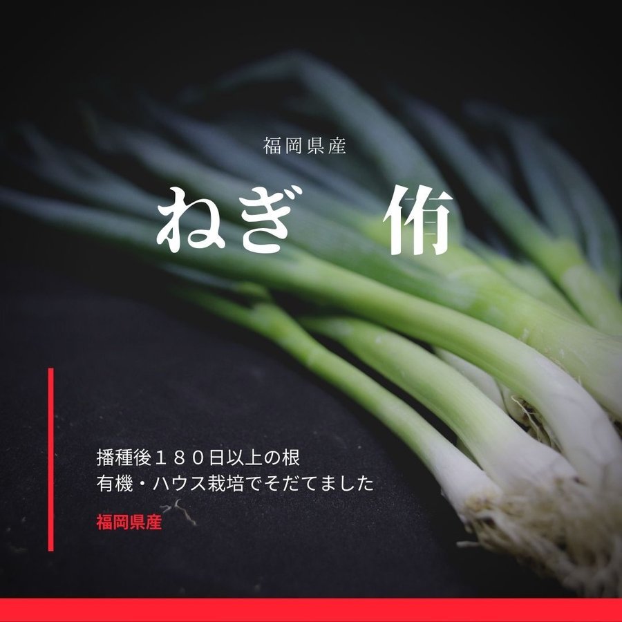 普通便業務用野菜 ねぎ原体　侑1kg