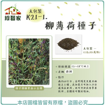 【綠藝家】大包裝K21-1.柳薄荷種子12克(約1萬顆)(神香草.海壽花)